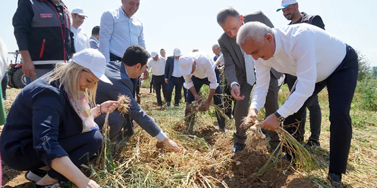 Taşköprü sarımsağının hasadı devam ediyor