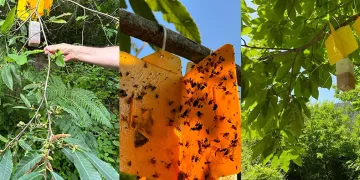 Yapışkanlı tuzak ile gal arısıyla mücadele