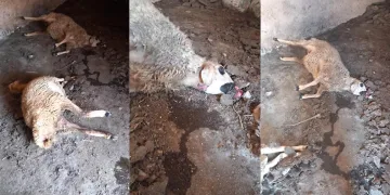Aç kalan kurtlar koyunlara saldırdı