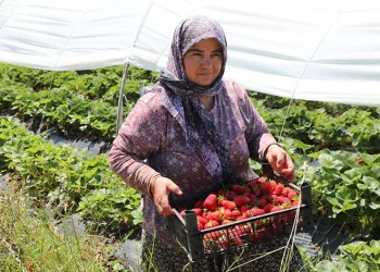 Köyceğiz yaylasından zincir markete