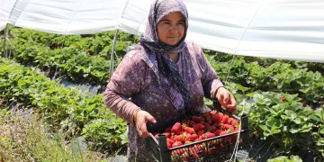 Köyceğiz yaylasından zincir markete