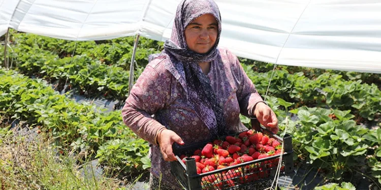 Köyceğiz yaylasından zincir markete