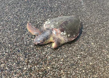 Ölü caretta caretta sahile vurdu