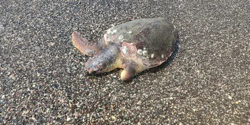 Ölü caretta caretta sahile vurdu