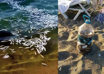 Bursa’da tonlarca yavru mezgiti döküp kaçtılar