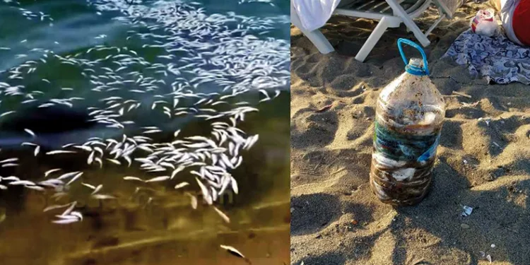 Bursa’da tonlarca yavru mezgiti döküp kaçtılar