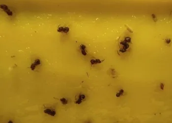 Kestane gal arısına karşı etkin mücadele
