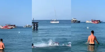 Mızrak balığını köpekbalığı diye taşladılar