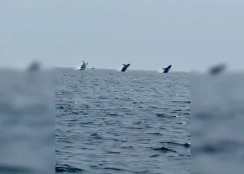 ABD’de balinaların dansı