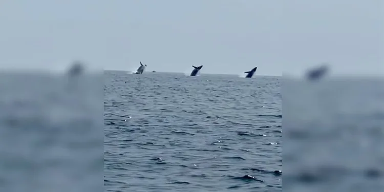 ABD’de balinaların dansı