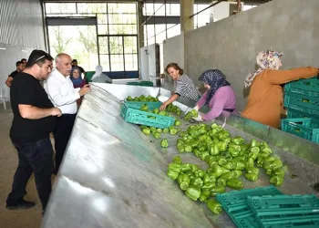 Yenişehir biberi dünyaya pazarlanıyor