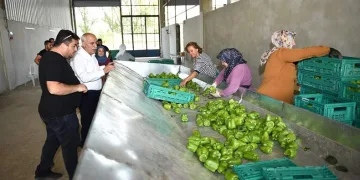 Yenişehir biberi dünyaya pazarlanıyor