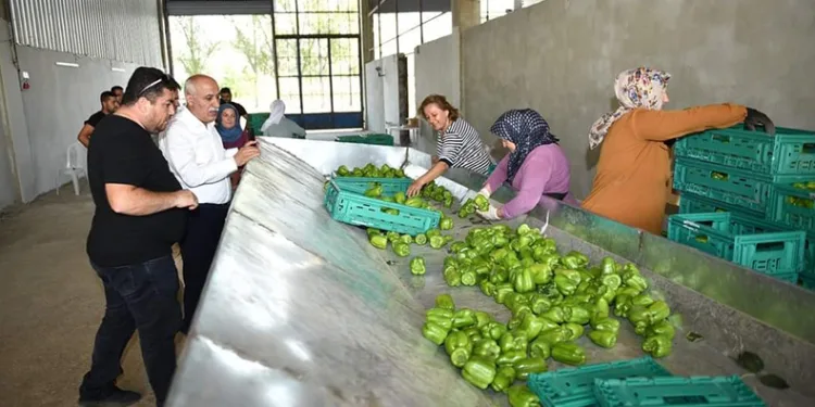 Yenişehir biberi dünyaya pazarlanıyor
