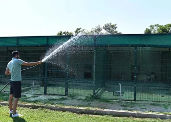 Köpekler suyla, kediler klimayla serinletiliyor