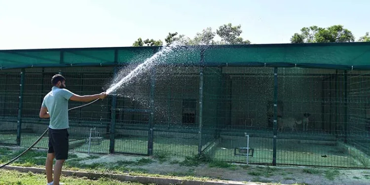 Köpekler suyla, kediler klimayla serinletiliyor