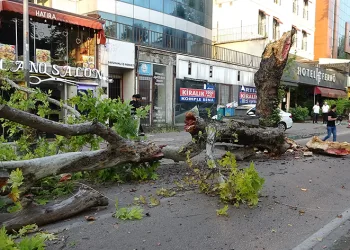Bursa’da kökleri çürüyen asırlık çınar ağacı devrildi