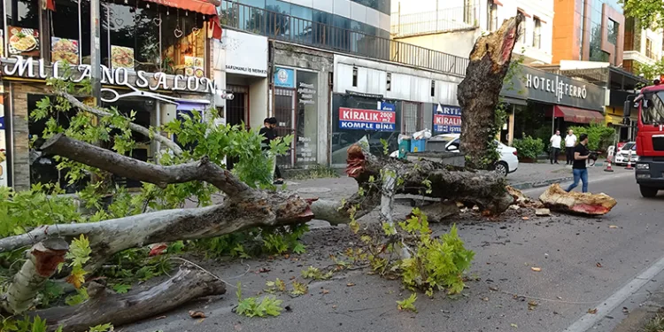 Bursa’da kökleri çürüyen asırlık çınar ağacı devrildi