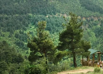 Bursa’da ormanlarda ateş yakmak yasaklandı
