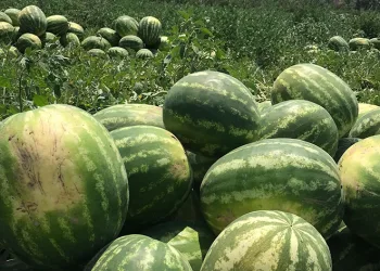 Osmaneli karpuzu hasat için gün sayıyor