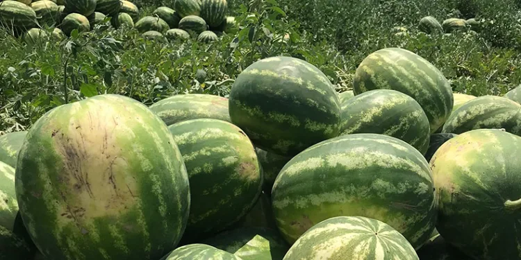 Osmaneli karpuzu hasat için gün sayıyor