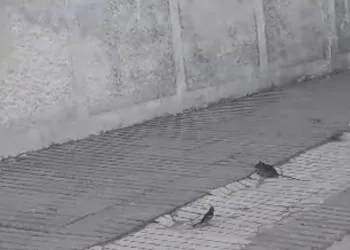 Kuşların fareyle oyunu tebessüm ettirdi