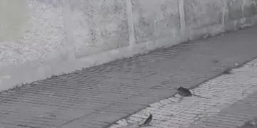 Kuşların fareyle oyunu tebessüm ettirdi