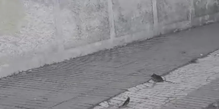Kuşların fareyle oyunu tebessüm ettirdi