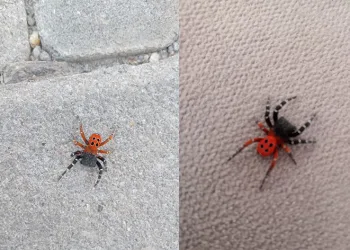 Zehirli uğur böceği örümceği