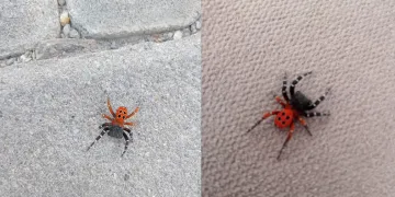 Zehirli uğur böceği örümceği