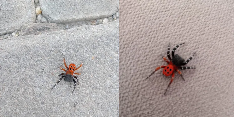 Zehirli uğur böceği örümceği