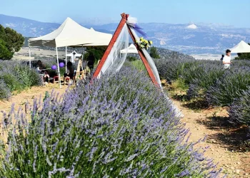 Lavanta festivali başladı