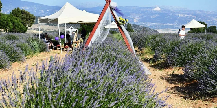 Lavanta festivali başladı