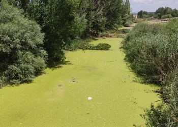 Porsuk Çayı yosun tuttu