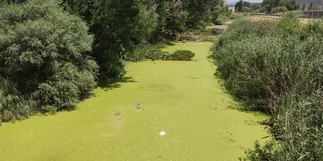 Porsuk Çayı yosun tuttu