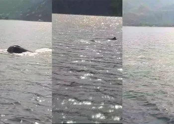 Marmaris’te görülen Kaşalot cinsi balina