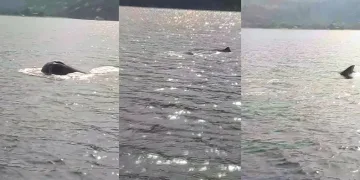 Marmaris’te görülen Kaşalot cinsi balina