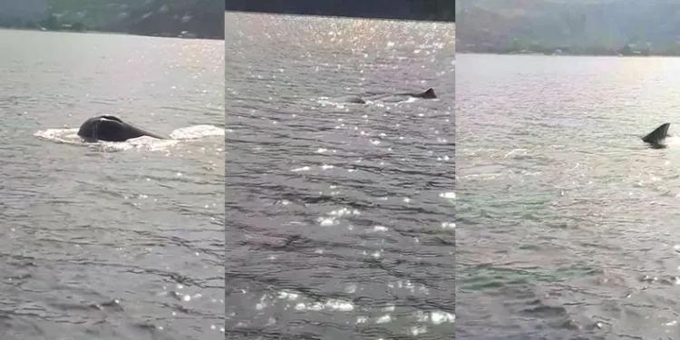 Marmaris’te görülen Kaşalot cinsi balina