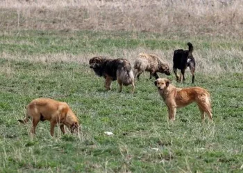 Sokak köpekleri için karar