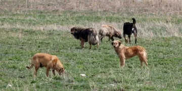 Sokak köpekleri için karar