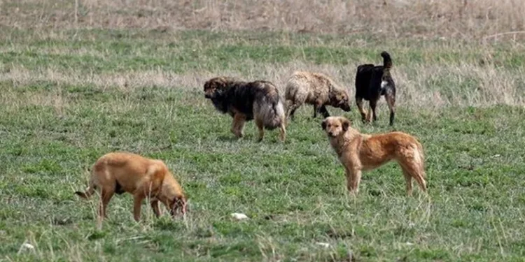 Sokak köpekleri için karar