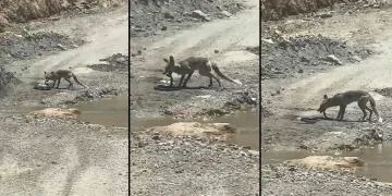 Tilki ile yılanın yaşam savaşı