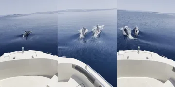 Yunuslar ve balıkçıların yarışı