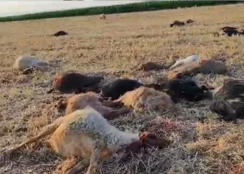 Suya karışan zirai ilaç hayvanları telef etti
