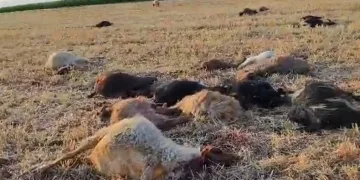 Suya karışan zirai ilaç hayvanları telef etti