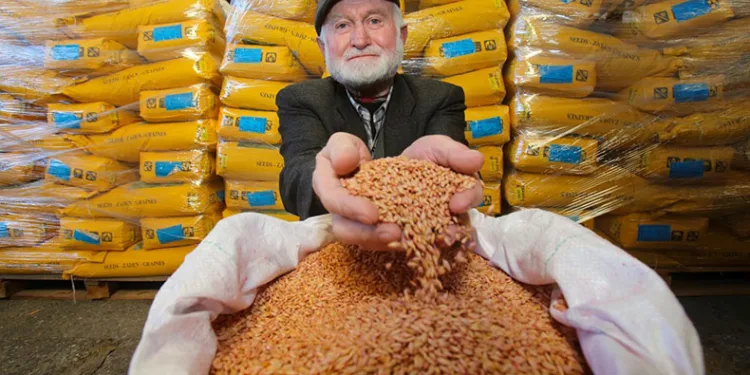 4 bin çiftçiye tohum desteği