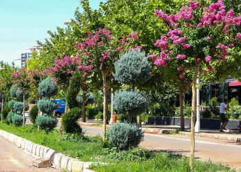 Refüj ve kavşaklar oya ağaçları ile renklendi