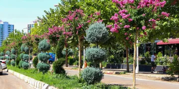 Refüj ve kavşaklar oya ağaçları ile renklendi