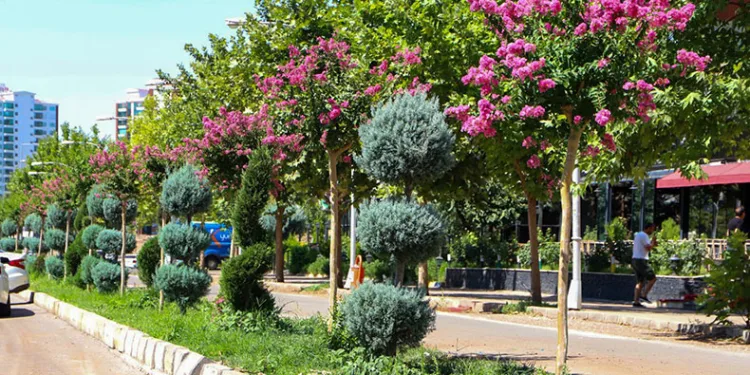 Refüj ve kavşaklar oya ağaçları ile renklendi