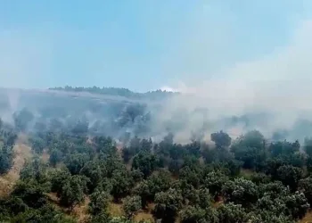 Bursa’da makilik alanda çıkan yangın söndürüldü