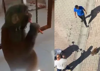 İstanbul’da maymun dehşeti